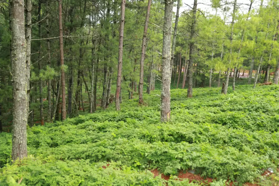 会东:林药“联姻” 青山变“靠山” 中药材成增收“家底”-会东网