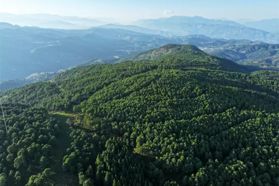 会东:林药“联姻” 青山变“靠山” 中药材成增收“家底”插图4 会东:林药“联姻” 青山变“靠山” 中药材成增收“家底”插图4