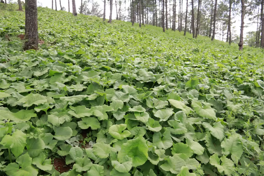会东:林药“联姻” 青山变“靠山” 中药材成增收“家底”插图2 会东:林药“联姻” 青山变“靠山” 中药材成增收“家底”插图2