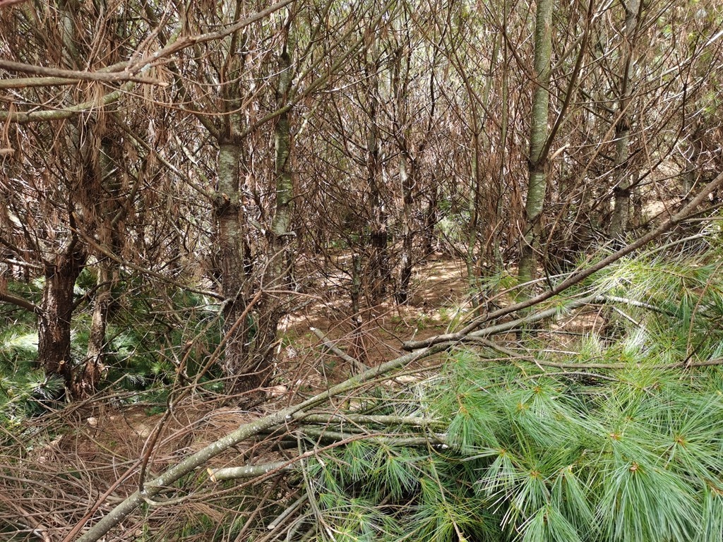 会东特产华山松-会东网