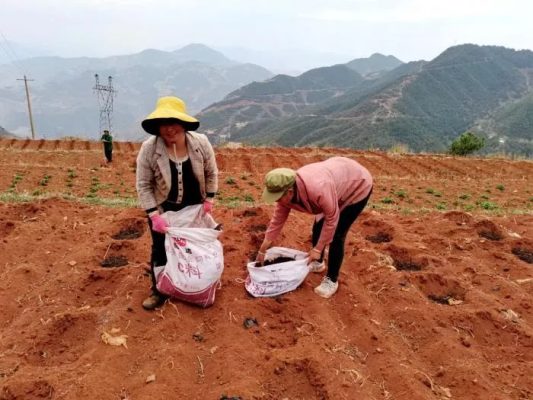 会东县青山村：人勤春来早 农时备耕忙-会东网