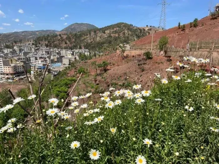 关于美术作品“藏元藏语”公开发表的申明-会东网