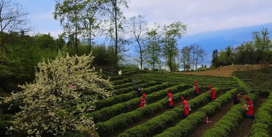 川颠明珠，舌尖上的美食美味-会东网