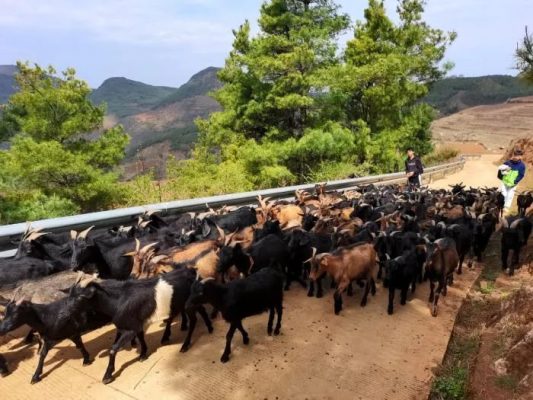 会东县青山村:人勤春来早 农时备耕忙插图2 会东县青山村:人勤春来早 农时备耕忙插图2