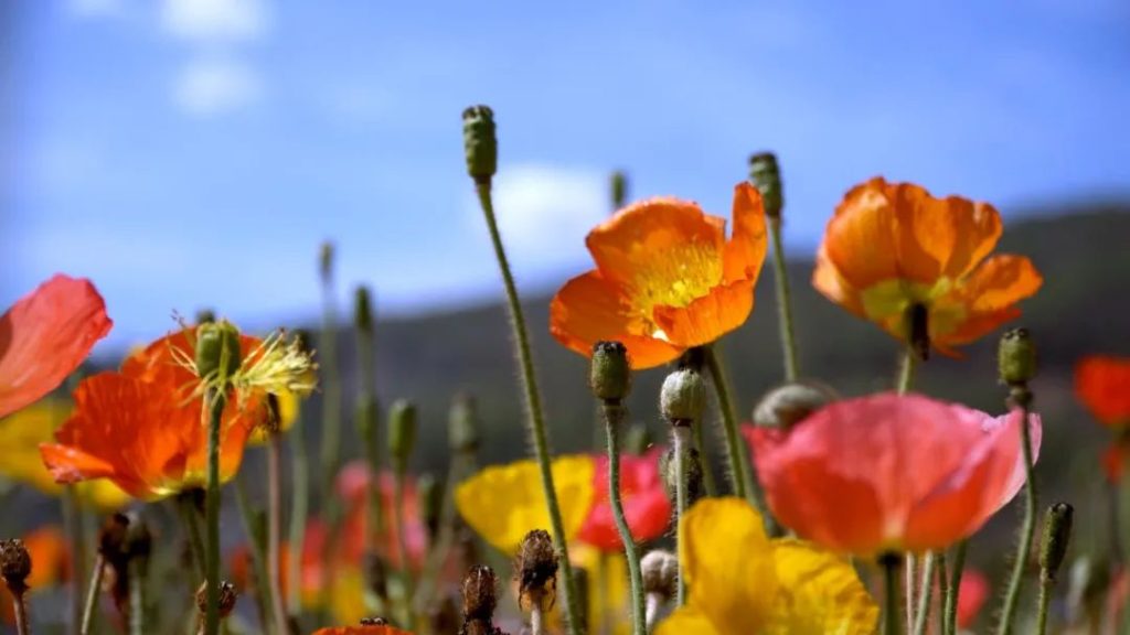 川滇明珠会东的介绍？川滇明珠会东？插图1