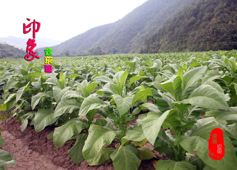 川滇明珠，大美会东欢迎您！插图17