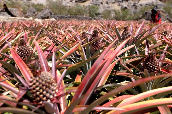川滇明珠，会东第一家凤梨（试验）基地-会东网