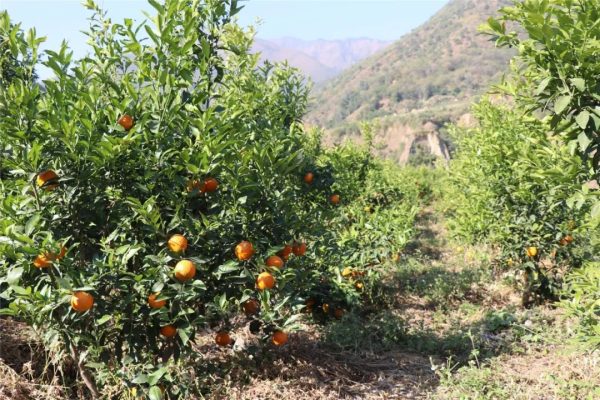 川滇明珠网，金果果盛装插图