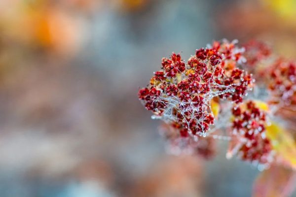 川滇明珠|会东寻幽探胜浓霜如雪插图