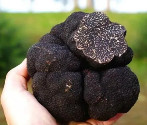 会东松露与鱼子酱、鹅肝并列“世界三大珍肴-会东网