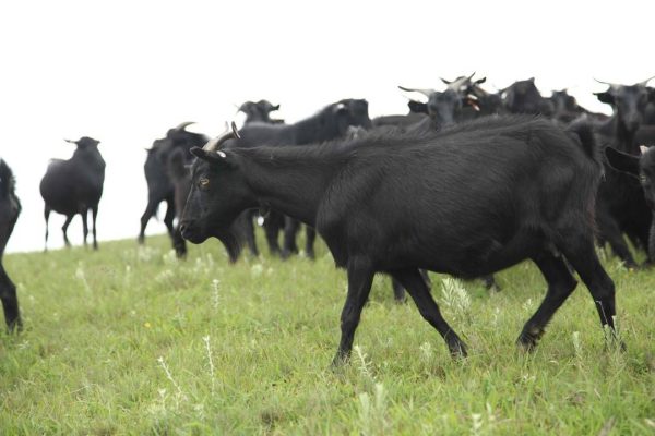 川滇明珠美食黑山羊肉插图3