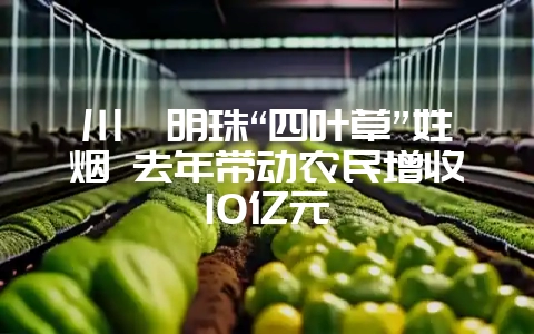 川滇明珠“四叶草”姓烟 去年带动农民增收10亿元-会东网