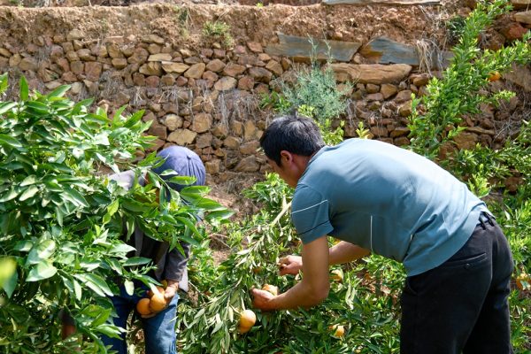 川滇明珠，一山分四季，十里不同天-会东网