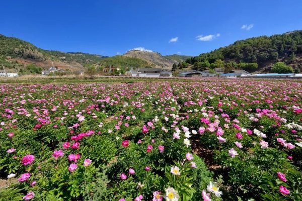 川滇明珠会东:芍药花开待客来-会东网