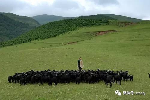 黑山羊好还是白山羊好？黑山羊的养殖方法？-会东网