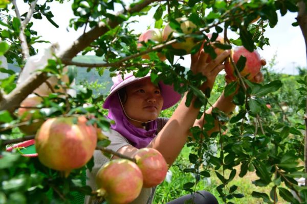 川滇明珠官网|会东这座川滇小城在苏醒！-会东网