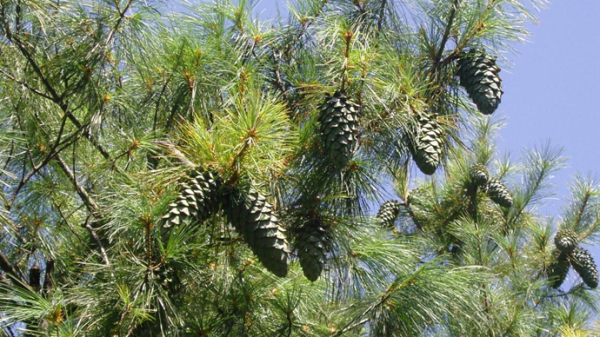 会东华山松地理标志，深山大财富-会东网