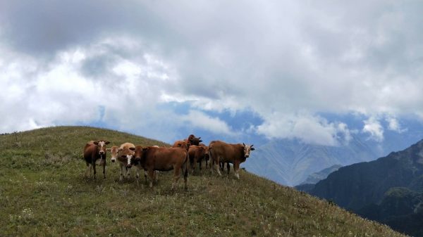 会东县老君滩乡-会东网