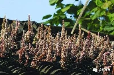 川滇明珠|瓦花（会东小城故事）-会东网