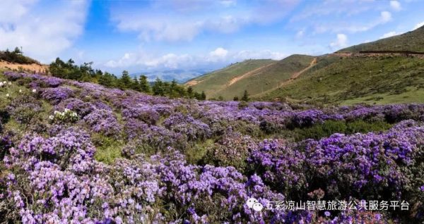 川滇明珠满山坡的索玛开了-会东网