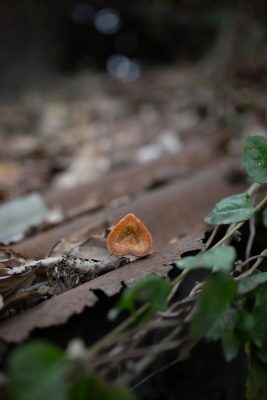 川滇明珠，会东特色农产品有哪些插图13