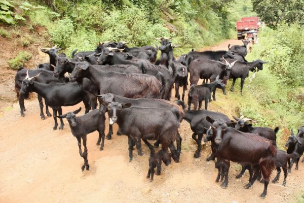 会东黑山羊，川滇明珠等你来插图