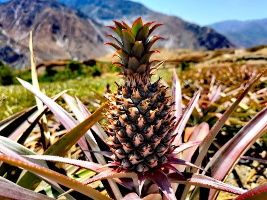 川滇明珠，会东第一家凤梨（试验）基地插图1