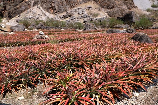 川滇明珠，会东第一家凤梨（试验）基地插图2