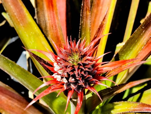 川滇明珠，会东第一家凤梨（试验）基地插图3