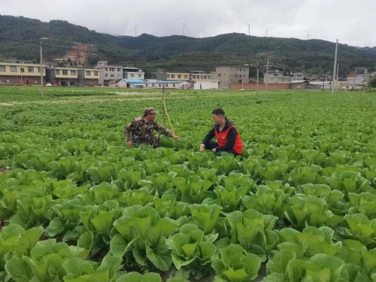 会东县新闻：5月的会东县堵格村绿意盎然插图