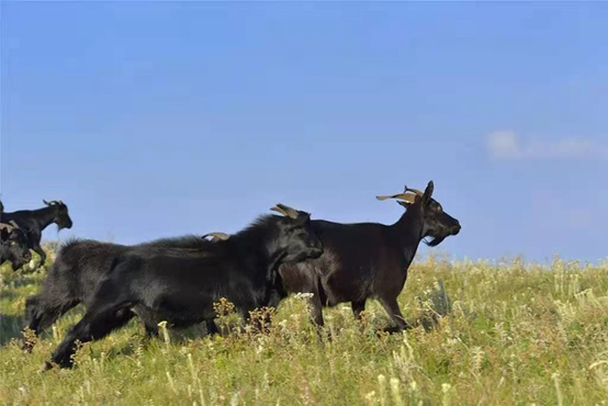 川滇明珠，会东特色农产品有哪些插图3