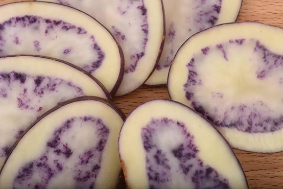 川滇明珠，会东特色农产品有哪些插图4