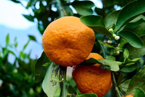 川滇明珠，一山分四季，十里不同天插图1