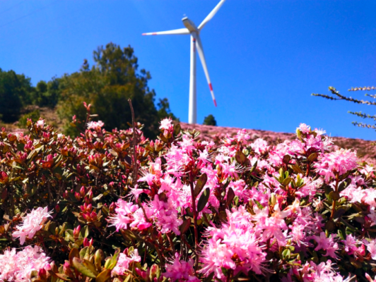 会东，乡村振新（会东网新闻资讯）插图6