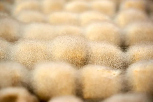 川滇明珠|会东县双黑节美食文化节2020插图6 川滇明珠|会东县双黑节美食文化节2020插图6