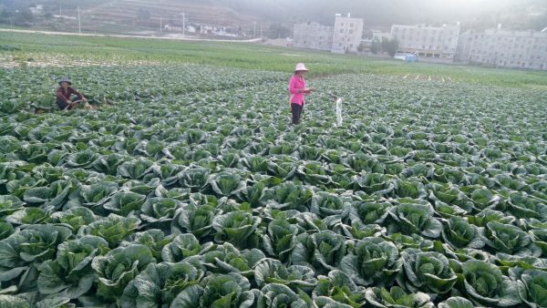 会东县堵格镇邮政编码插图2