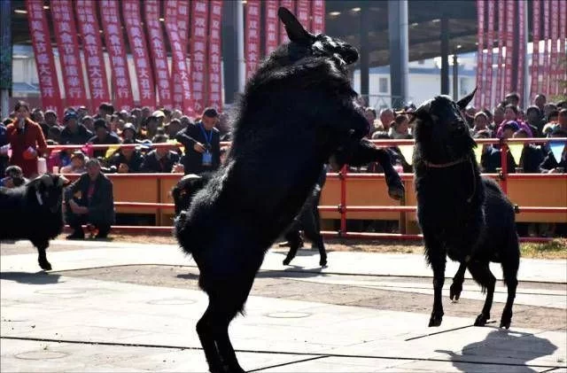 快来qio！四川会东“美羊羊”和“喜羊羊”谁更美？插图2