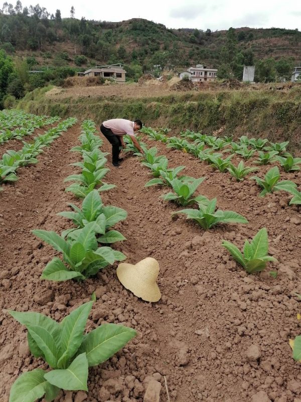 会东县财政收入,会东县2021年10.37亿插图3 会东县财政收入,会东县2021年10.37亿插图3