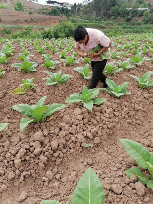 会东县财政收入,会东县2021年10.37亿插图2 会东县财政收入,会东县2021年10.37亿插图2