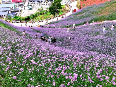 川滇明珠旅游,会东县獭猫山公园插图