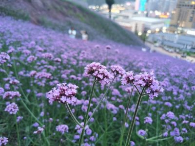 川滇明珠旅游,会东县獭猫山公园插图2
