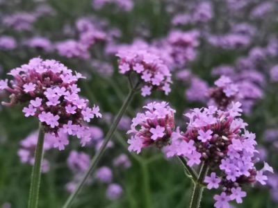 川滇明珠旅游,会东县獭猫山公园插图4