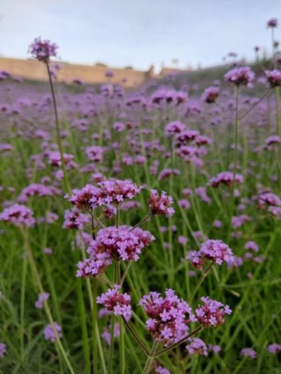 川滇明珠旅游,会东县獭猫山公园插图5