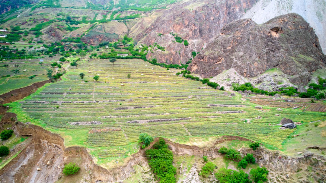 乌东德镇大梨树村的凤梨产业（试验）基地插图