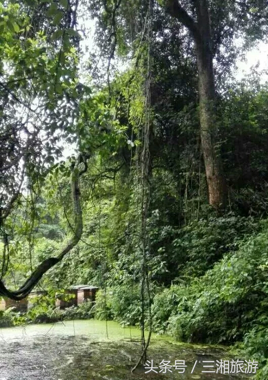 我老家是个千年古镇，除了油菜花，还有很多美景！插图12