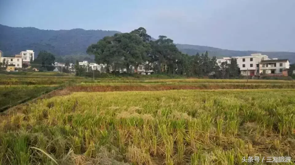 我老家是个千年古镇，除了油菜花，还有很多美景！插图15