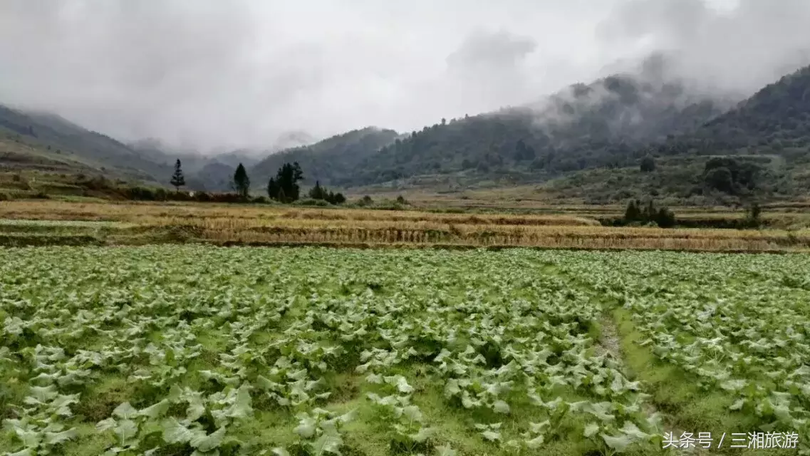 我老家是个千年古镇，除了油菜花，还有很多美景！插图16