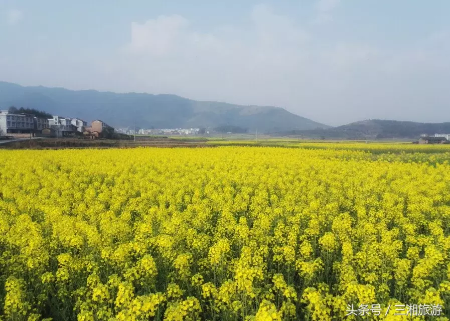 我老家是个千年古镇，除了油菜花，还有很多美景！插图