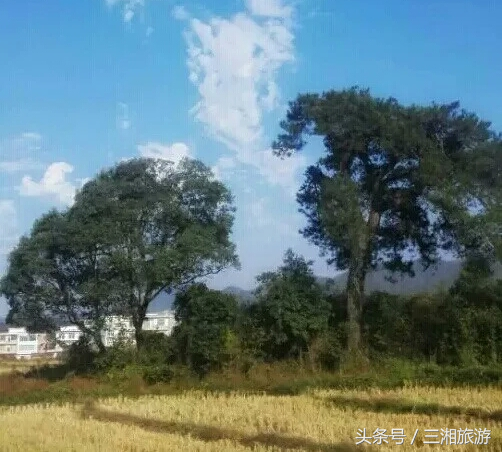 我老家是个千年古镇，除了油菜花，还有很多美景！插图4