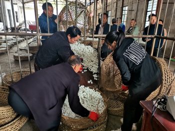 会东县桑农迎来蚕桑生产“开门红”，喜获第一桶“茧金”。插图2